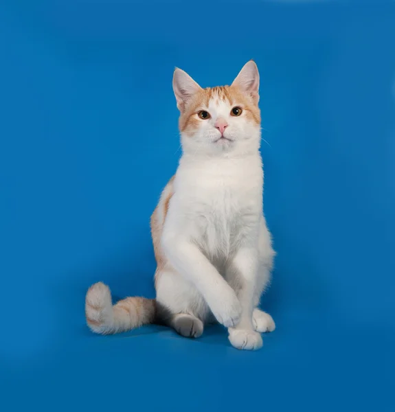 White and red kitten sitting on blue — Stock Photo, Image