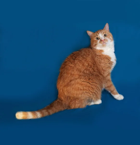 Толстая красно-белая кошка сидит на синей — стоковое фото
