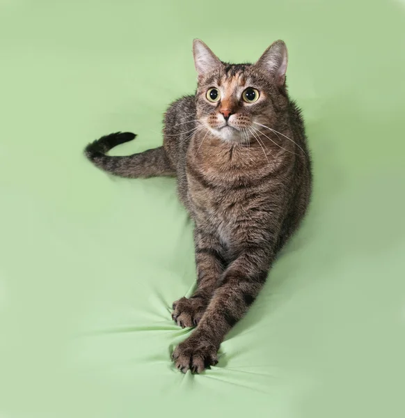 Tabby cat sitting on green — Stock Photo, Image