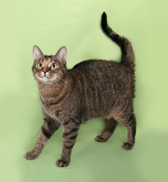 Табби-кот на зеленом — стоковое фото