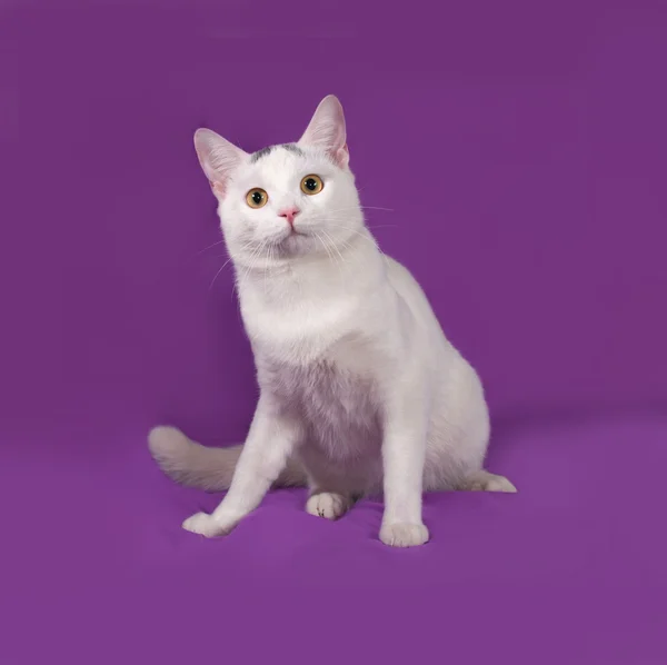 Gatto bianco con macchie grigie seduto su lilla — Foto Stock
