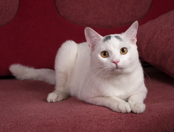 Vit katt med grå fläckar liggande på soffan — Stockfoto