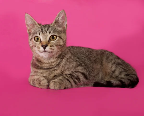 Gestreepte kitten liggend op roze — Stockfoto