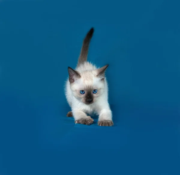 Тайский белый котёнок, стоящий на синей — стоковое фото