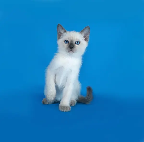 Tailandés blanco gatito sentado en azul — Foto de Stock