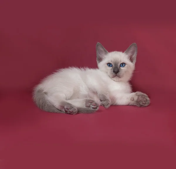 Thai white kitten lies on red — Stock Photo, Image