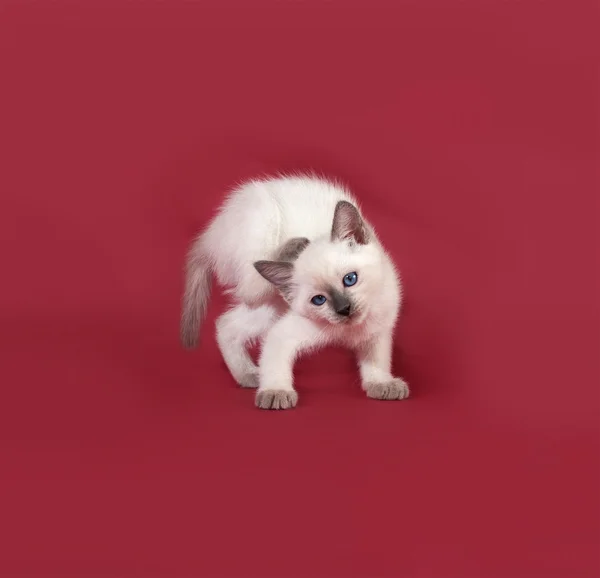 Thai white kitten standing on red — Stock Photo, Image