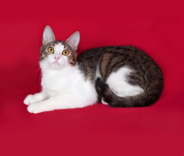 Listrado e branco gato adolescente encontra-se no vermelho — Fotografia de Stock