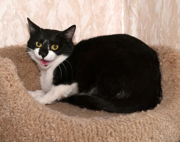 Gato blanco y negro se encuentra en rascarse los postes —  Fotos de Stock