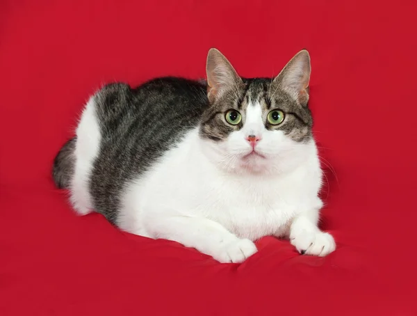 Tabby et chat blanc repose sur le rouge — Photo