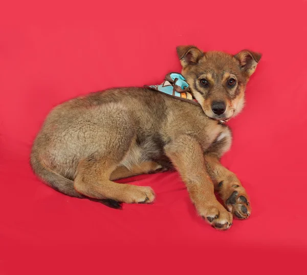 Pequeño cachorro amarillo se encuentra en rojo —  Fotos de Stock