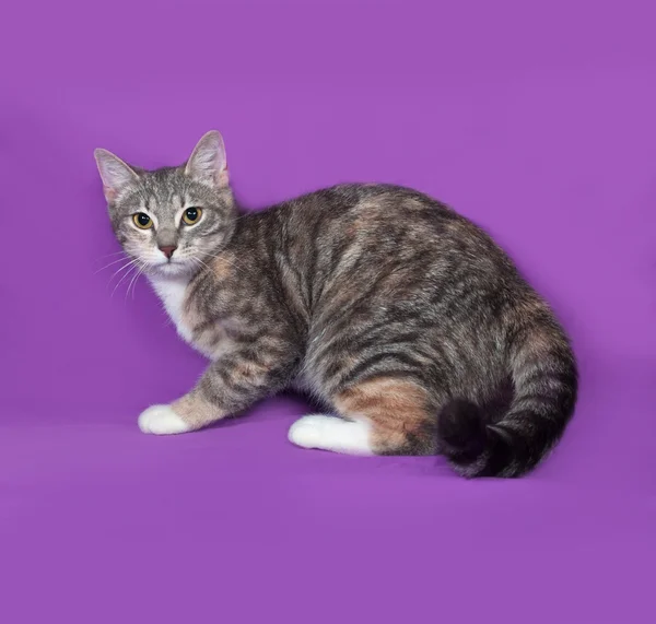 Tricolor striped cat sitting on lilac — Stock Photo, Image