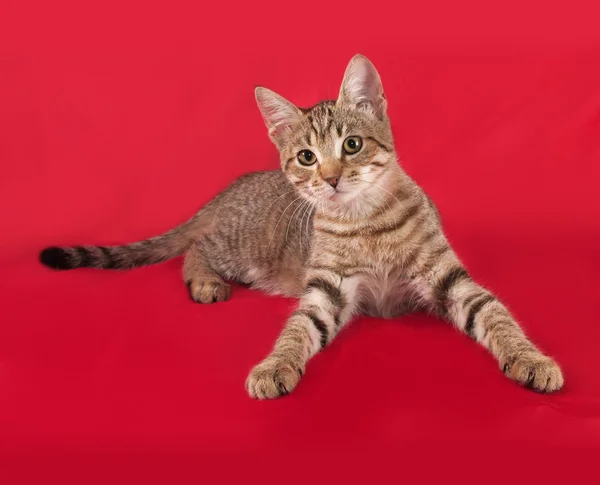 Полосатый котёнок лежит на красном — стоковое фото