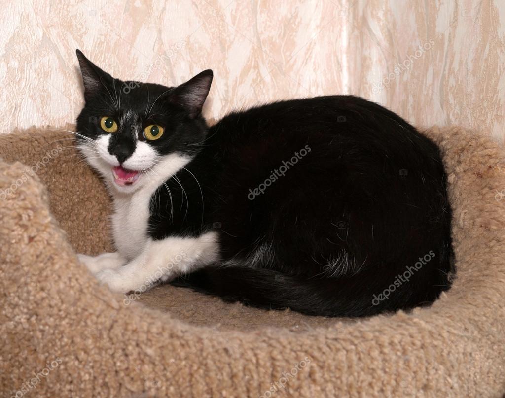 Chat Noir Et Blanc Se Trouve Sur Grattage Messages