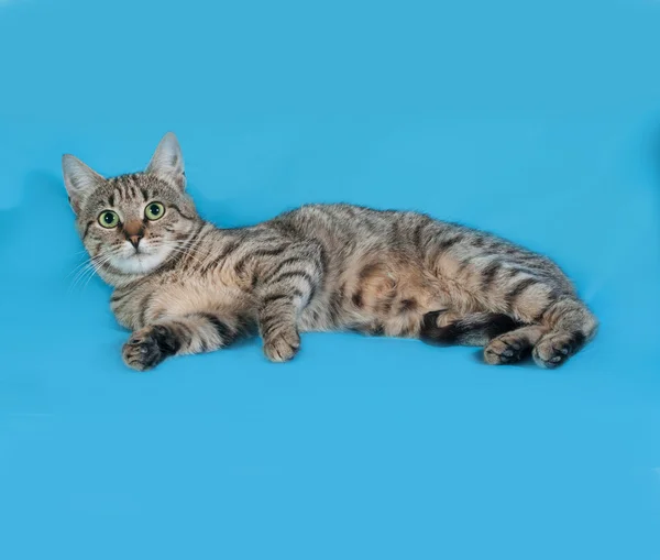 Серо-белая тэбби-кошка лежит на боку на голубом — стоковое фото