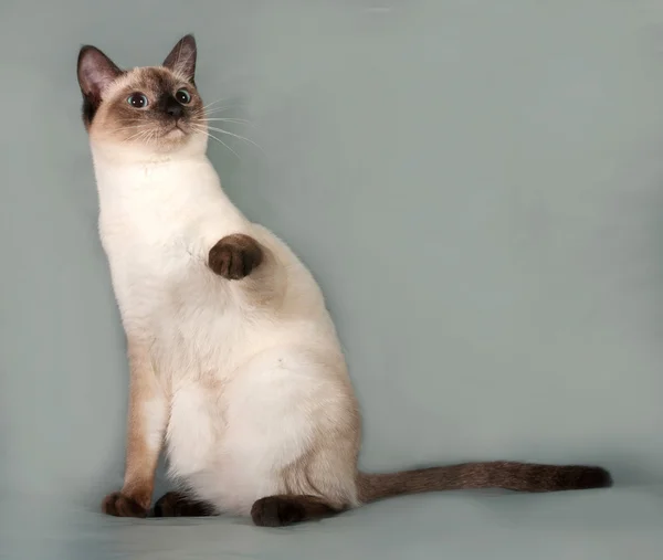 Tailandés gato con azul ojos sentado en gris —  Fotos de Stock