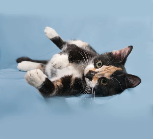 Tricolor kitten lying on blue — Stock Photo, Image