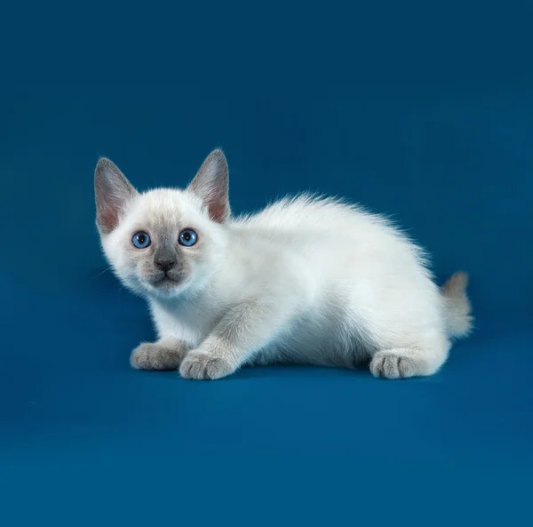 Тайский белый котенок сидит на голубом — стоковое фото