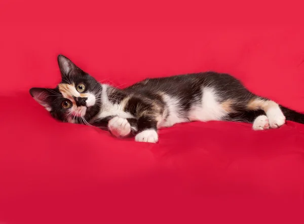 Tricolor kitten lying on red — Stock Photo, Image