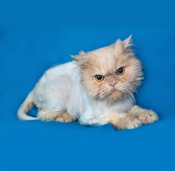 Persian bobbed cat lies on blue — Stock Photo, Image