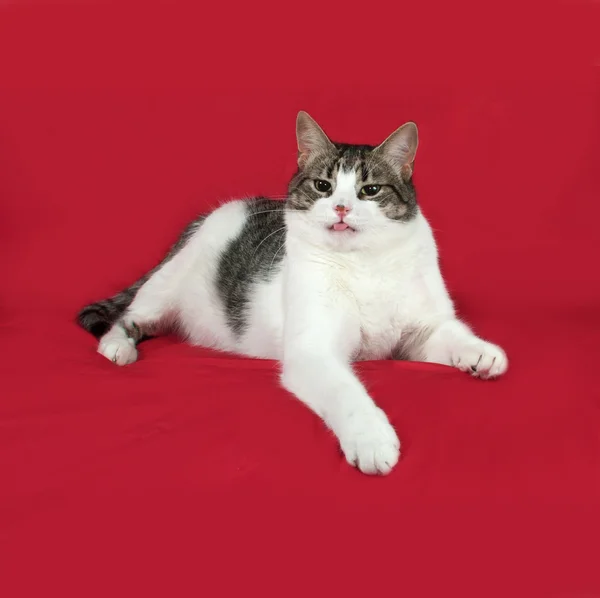 -Vit och vit katt ligger på rött — Stockfoto