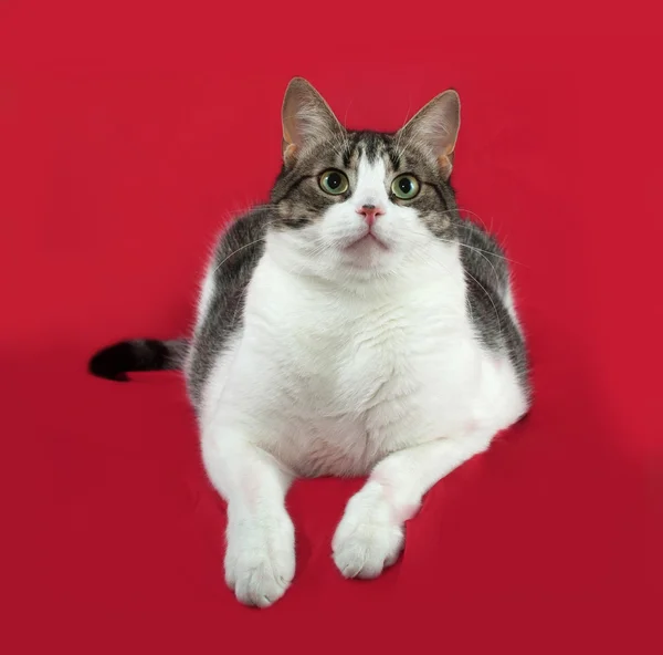 Tabby and white cat lies on red — Stock Photo, Image