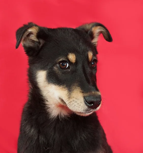 Black and yellow puppy on red — Stock Photo, Image