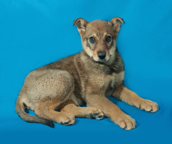 Little yellow puppy lies on blue — Stock Photo, Image