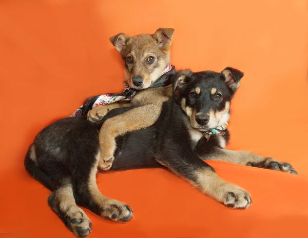 Zwei kleine Welpen liegt auf orange — Stockfoto