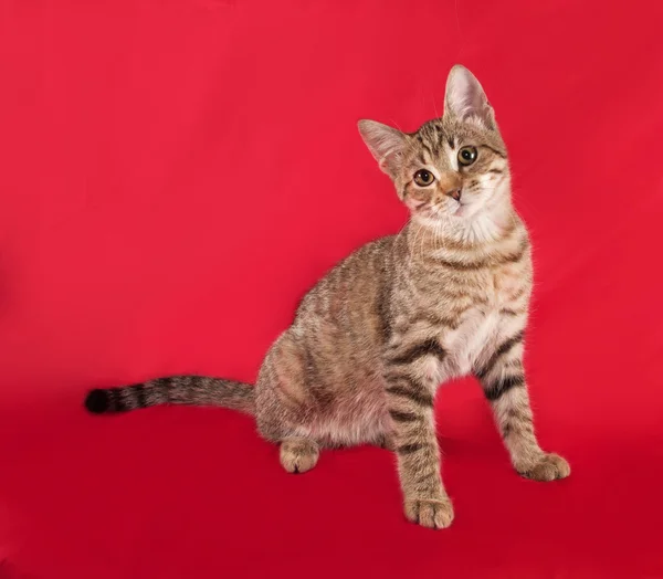 Gatito a rayas sentado en rojo —  Fotos de Stock