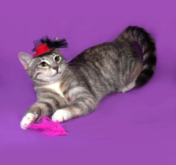 Tricolor striped cat playing with multicolor feathers on lilac — Stock Photo, Image