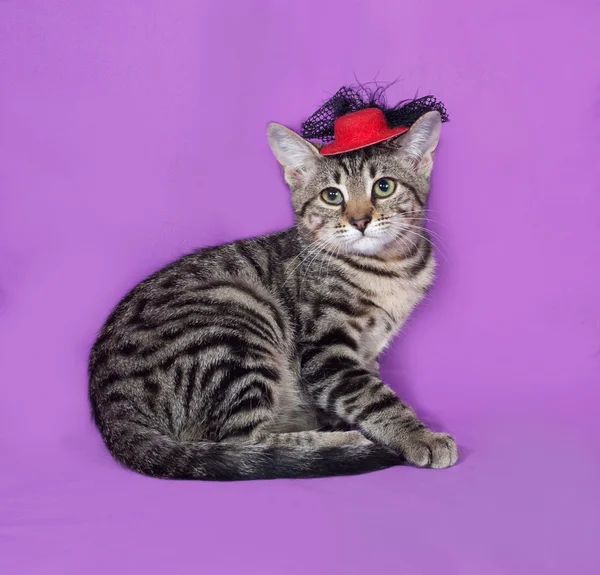 Little tabby kitten in red hat sits on lilac — Stock Photo, Image