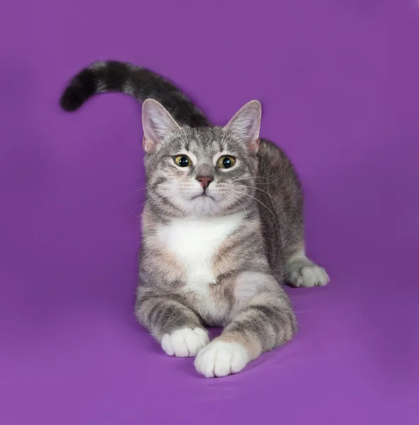 Tricolor pasiasty kot siedzi na liliowy — Zdjęcie stockowe