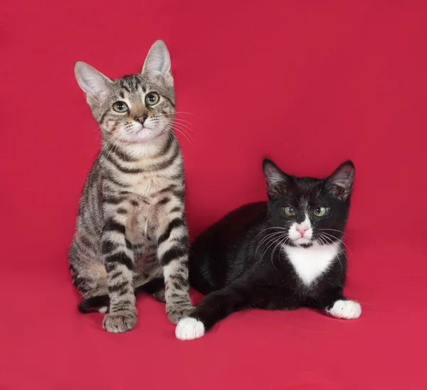 Two kittens sitting on red — Stock Photo, Image