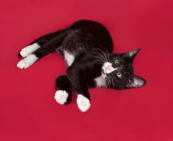 Černobílé kotě ležící na červené — Stock fotografie