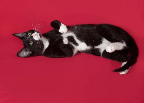 Pequeno gatinho preto e branco deitado no vermelho — Fotografia de Stock