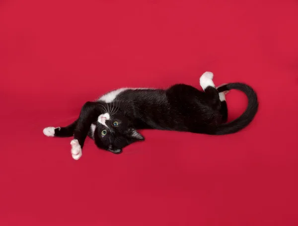 Kleine zwart-wit kitten liggend op rood — Stockfoto