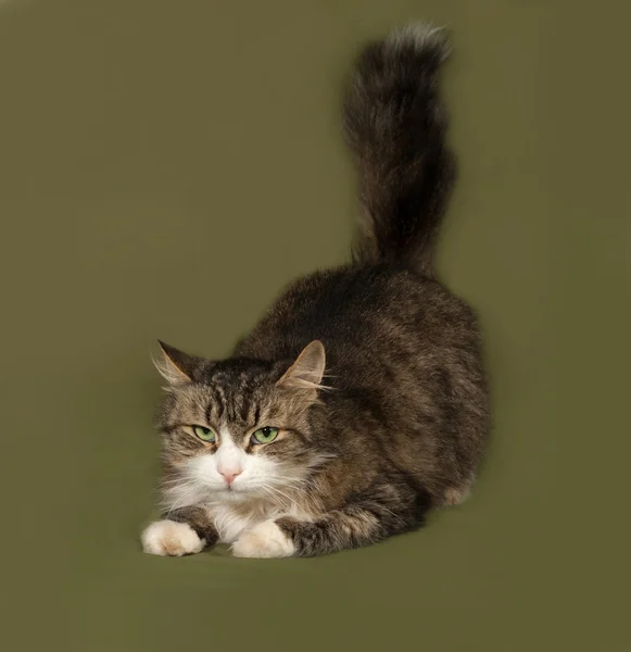 Fluffy tabby y gato blanco acostado en verde —  Fotos de Stock