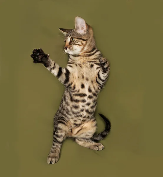 Yeşil çizgili kedicik ayakta — Stok fotoğraf