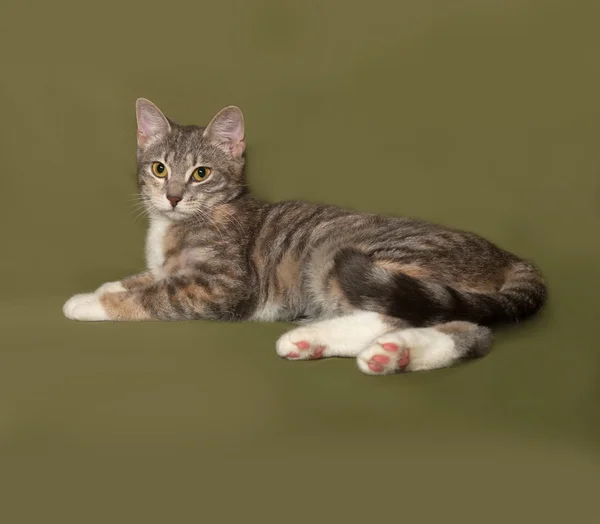 Tricolor rayas gato se encuentra en verde —  Fotos de Stock