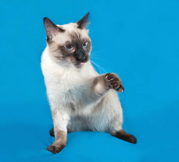 Thai white cat sitting on blue — Stock Photo, Image