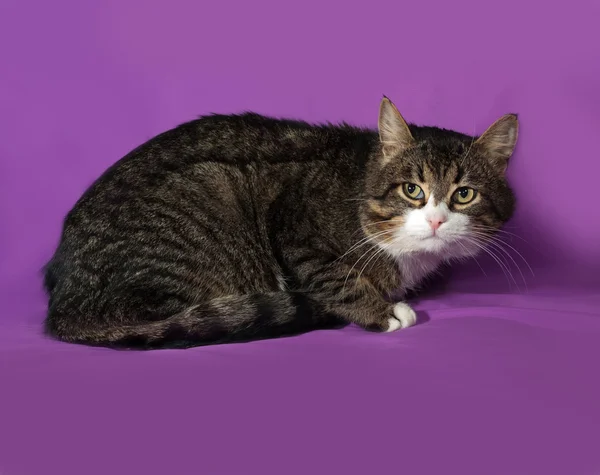 Tabby and white cat sitting on lilac — Stock Photo, Image