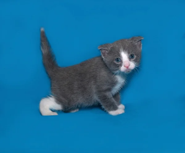 Gattino grigio e bianco in piedi su blu — Foto Stock