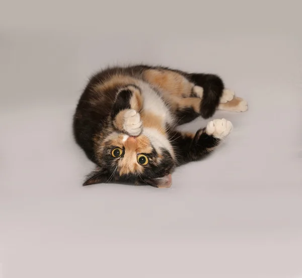 Trikolorní mladá kočka leží na šedé — Stock fotografie