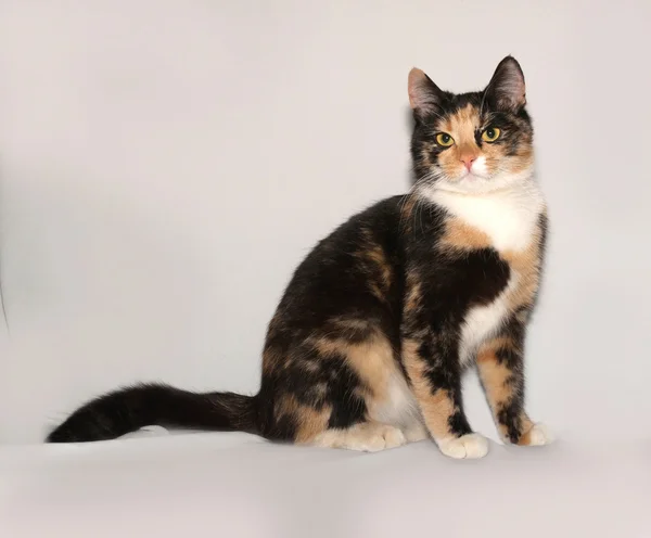 Tricolor young cat sitting on gray — Stock Photo, Image