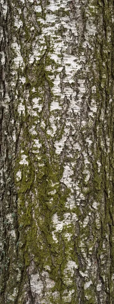 Textur der alten Birkenrinde mit grünem Moos — Stockfoto