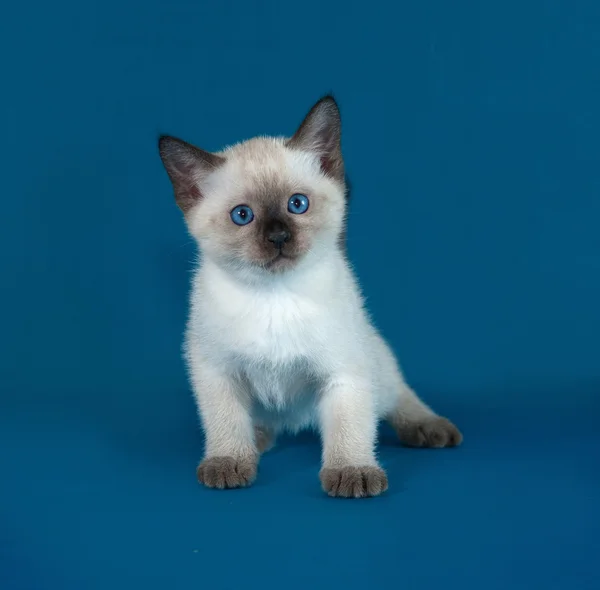 Thai white kitten standing on blue — Stock Photo, Image