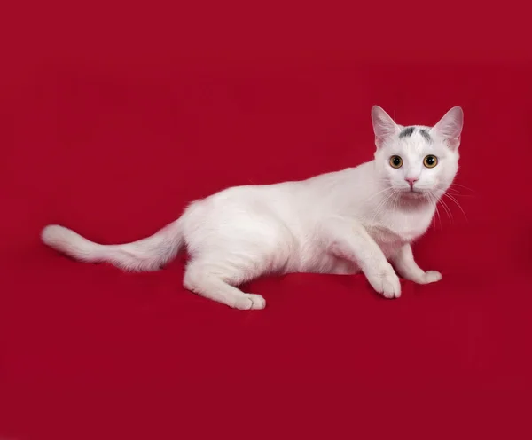 赤にある灰色の斑点の白猫 — ストック写真