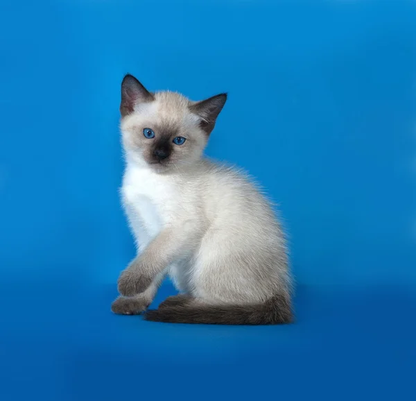 Tajski biały kotek siedzi na niebiesko — Zdjęcie stockowe