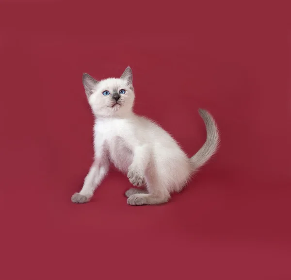 Thai white kitten standing on red — Stock Photo, Image